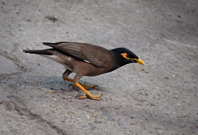 Turdus migratorius