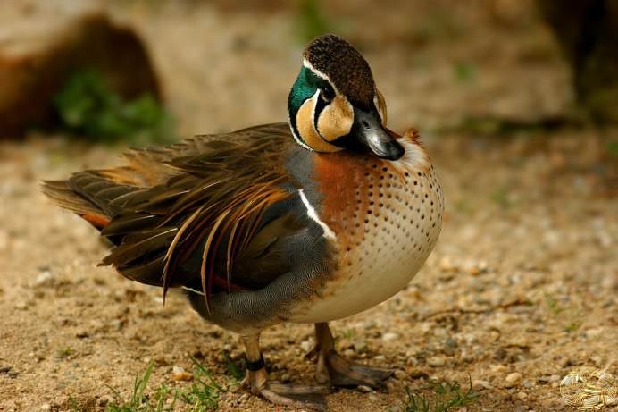 Бурый чирок