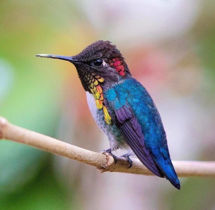 Певчие воробьиные