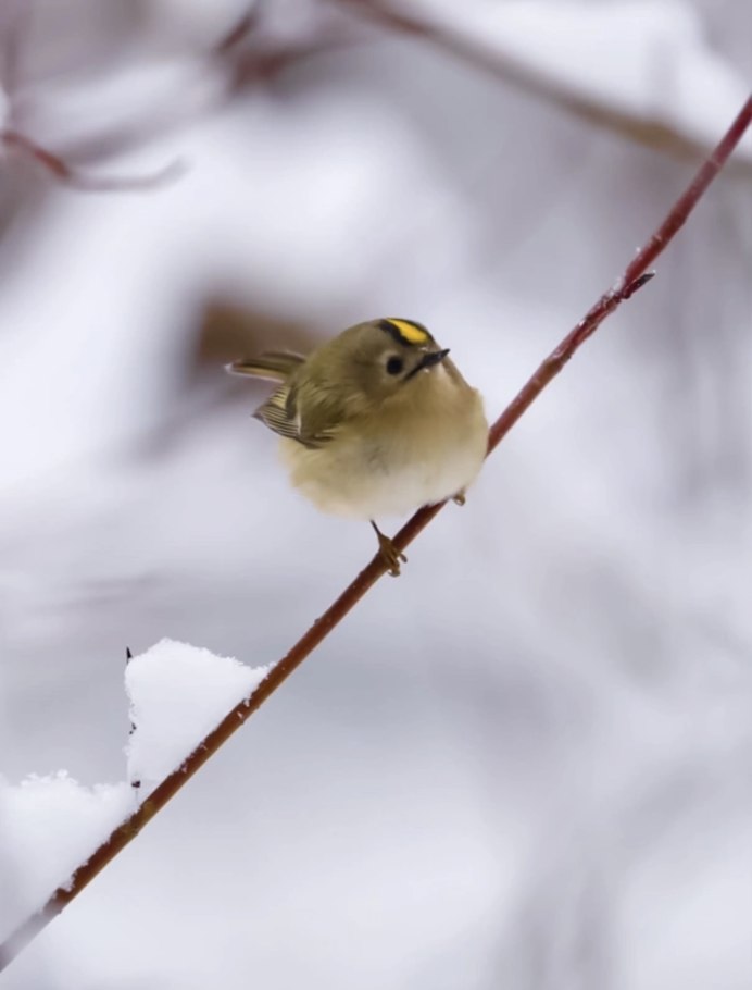 Дрозд коричневый окрас