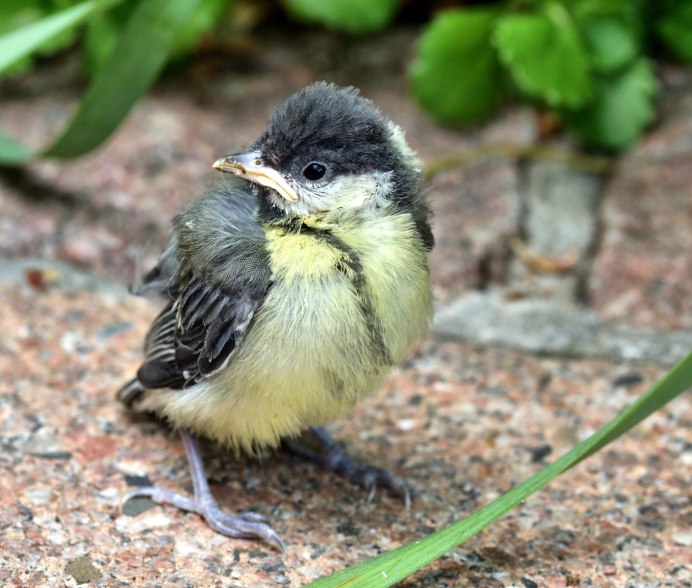 Птенец синицы лазоревки