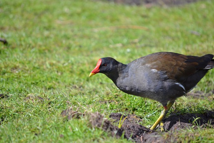 Тинаму Южной Америки