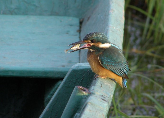Глаз птицы фото