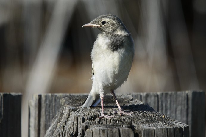 Птичка долбоклюйка