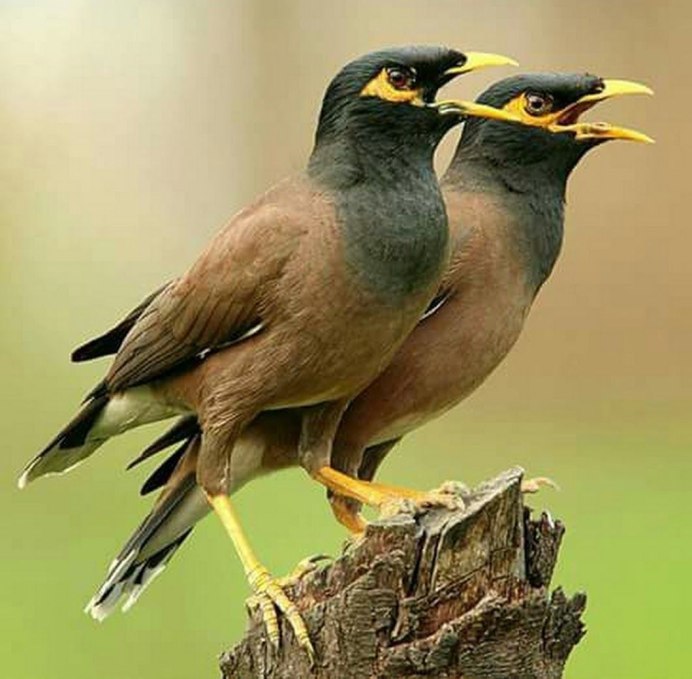 Туркестанский скворец майна