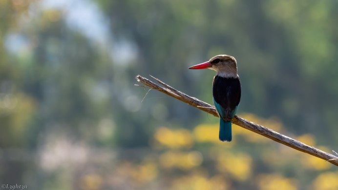 Тенор птица фото