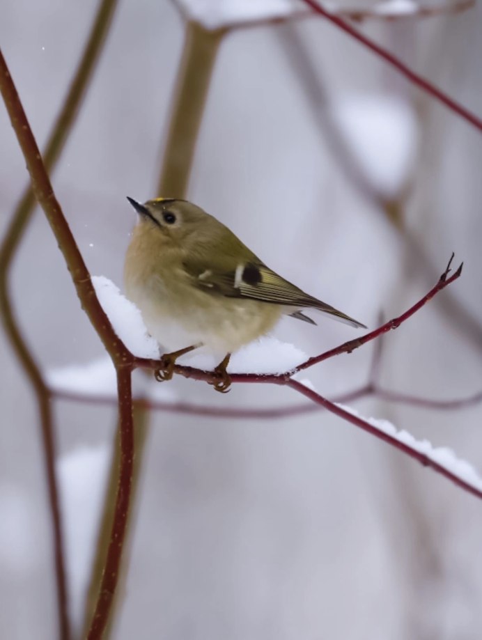 Порода птиц Робин