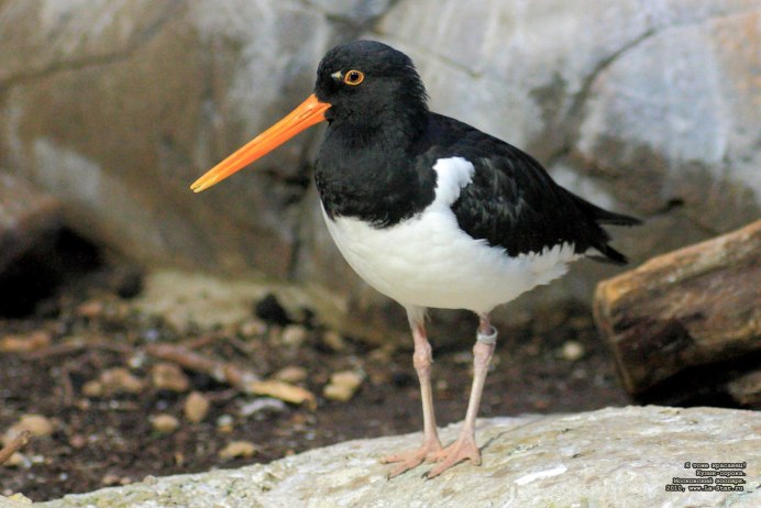 Гага утка очковая