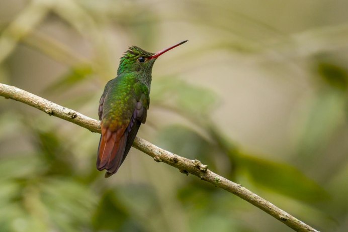 Колибри Белиза