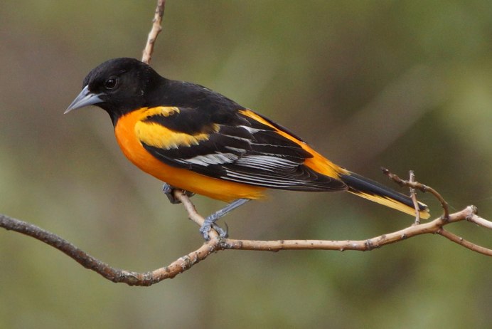 Oriole птица