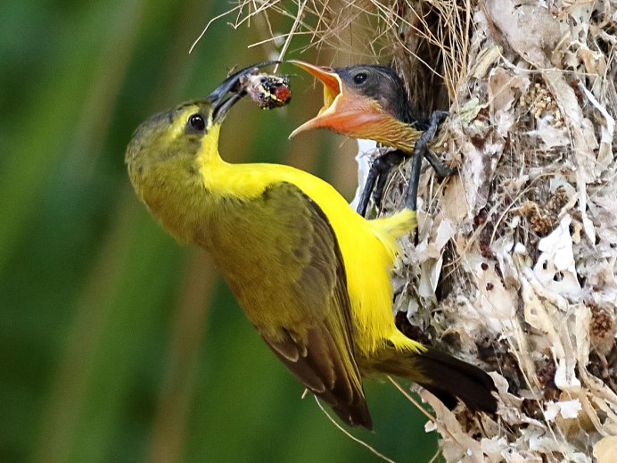 Птица высиживает