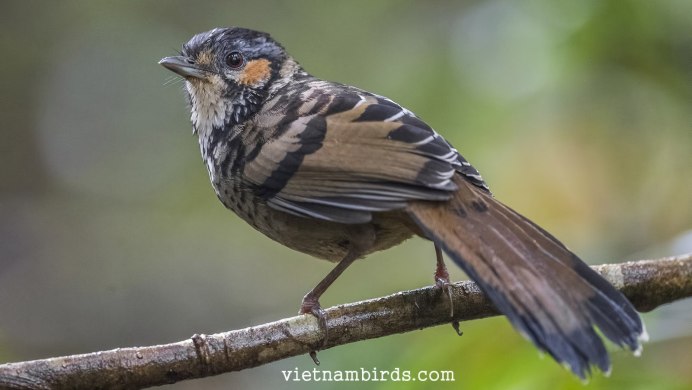 Индийский скворец майна