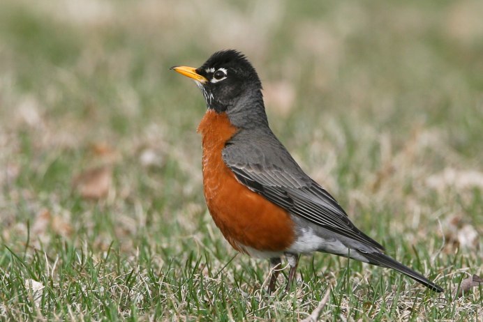 Птица красногрудый Дрозд