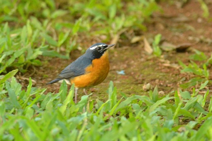 Птица Балтиморская Иволга