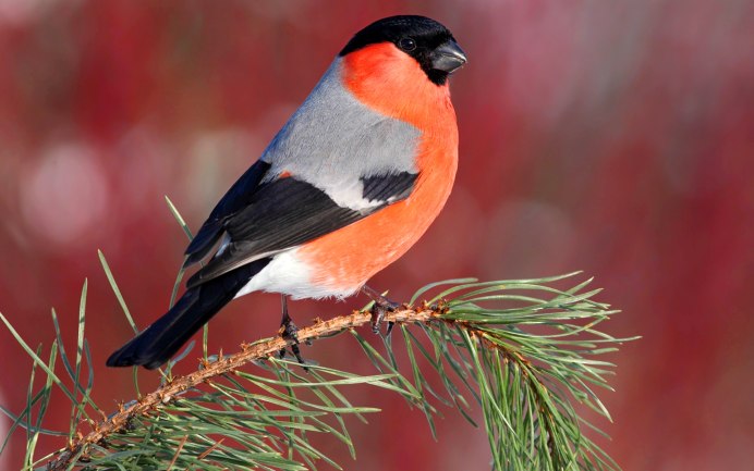 Дрозд-рябинник (turdus pilaris)