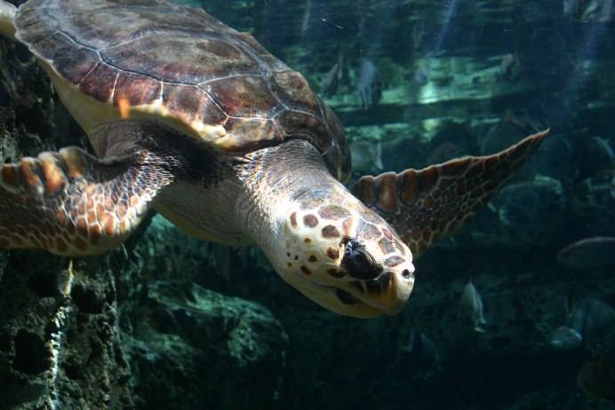 Loggerhead Turtle