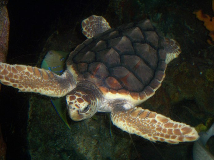 Platysternon megacephalum