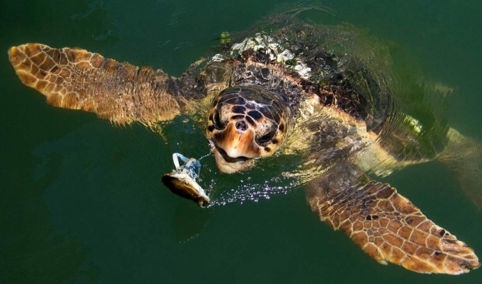 Caretta Caretta черепаха