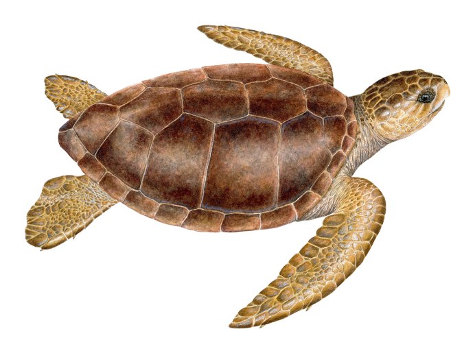 Loggerhead Sea Turtle