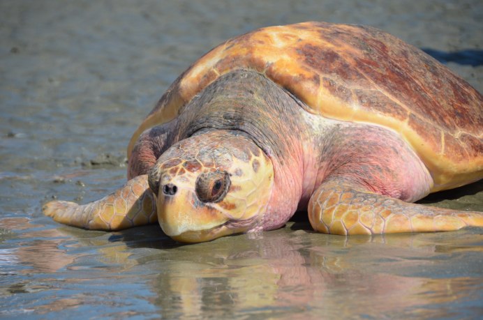 Lepidochelys kempii