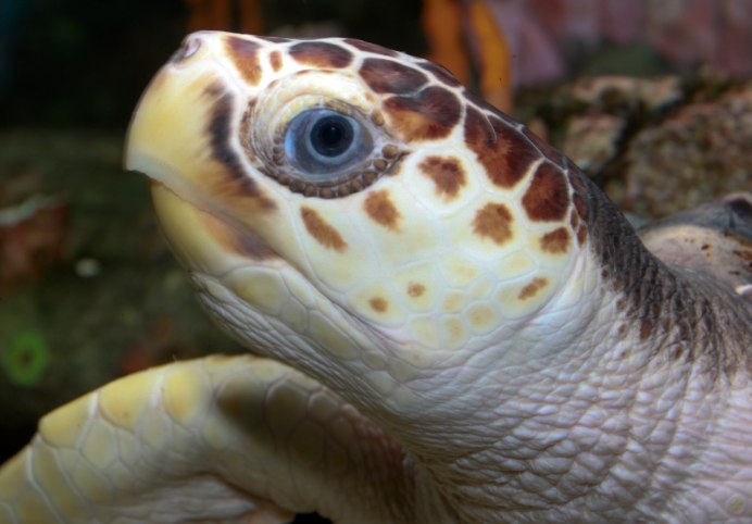 Морские черепахи Caretta