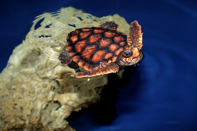 Sea Turtles small
