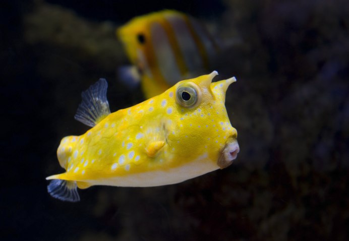 Ostracion cubicus