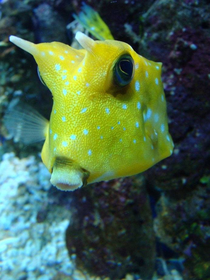 Кузовок кубик (Ostracion cubicus)