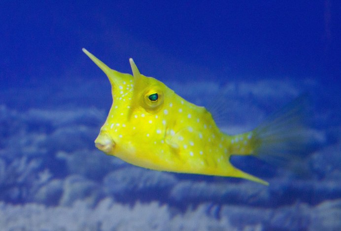 Ostracion cubicus