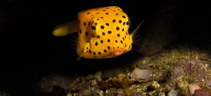 Кузовок кубик (Ostracion cubicus)