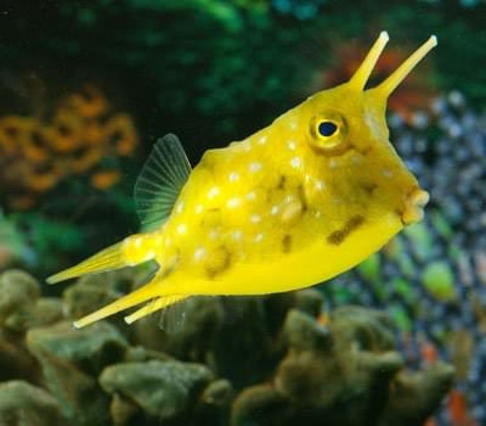 Кузовок кубик, m /Ostracion cubicus