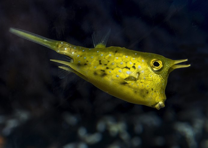 Ostracion cubicus