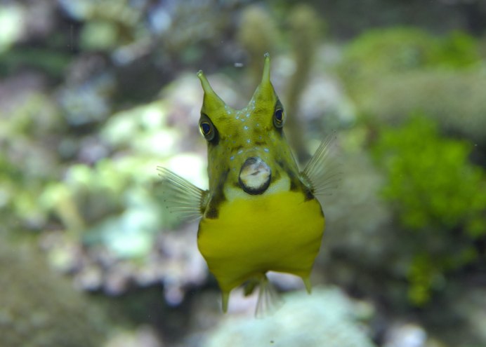 Ostracion cubicus