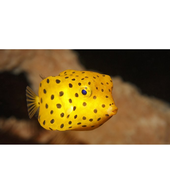 Ostracion cubicus