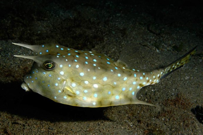 Longhorn Cowfish