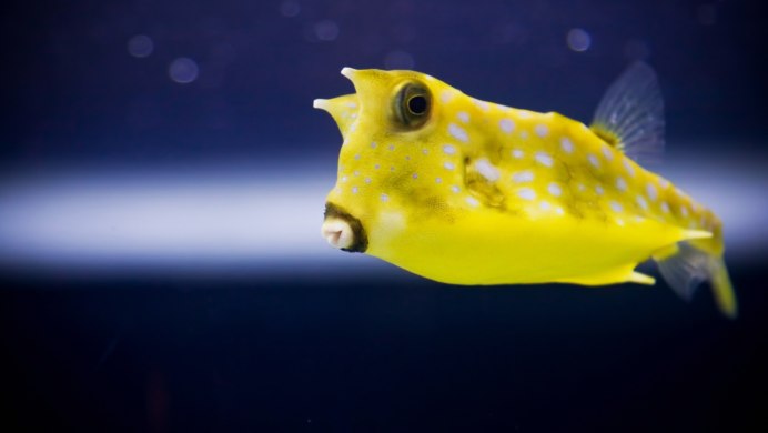 Sea animals Yellow Boxfish