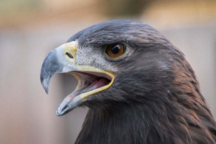 Grey Goshawk