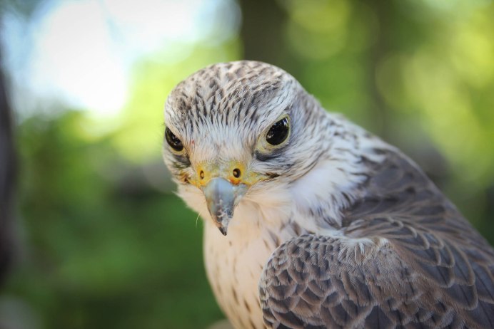 Белобрюхий Орлан (Haliaeetus leucogaster)