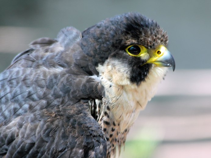 Grey Goshawk