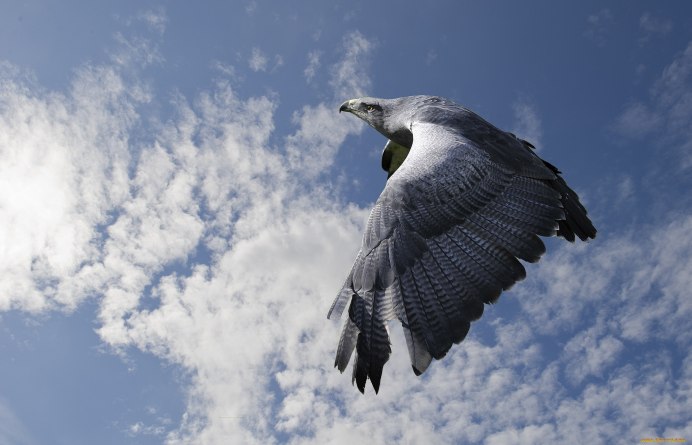 Geranoaetus melanoleucus