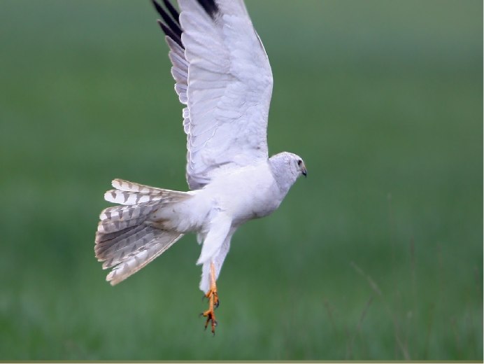 Sparrowhawk vs Birds