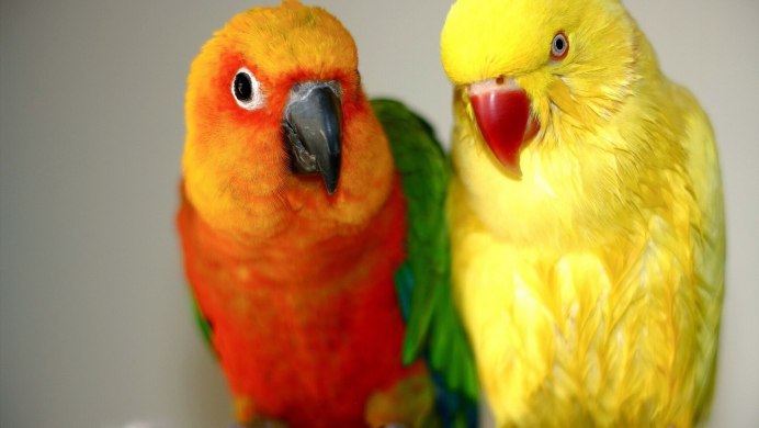 Попугай Розелла пестрая