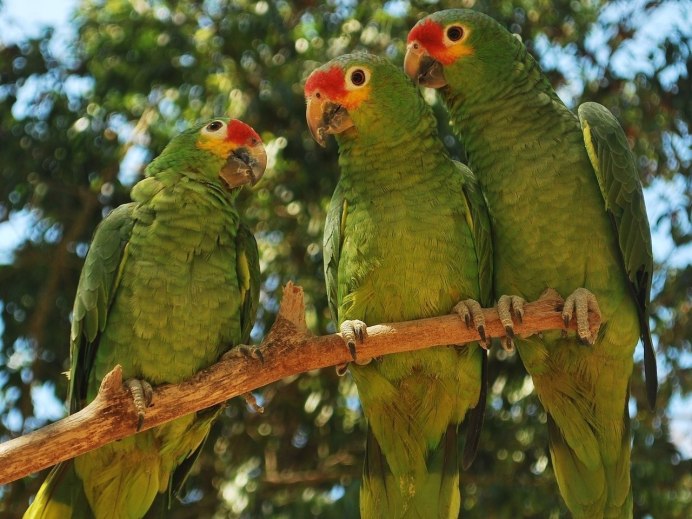 Красный лорикет