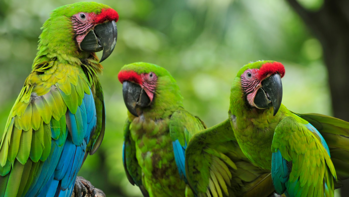 Попугай ара