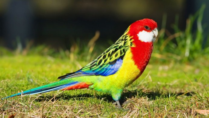 Неразлучники попугаи