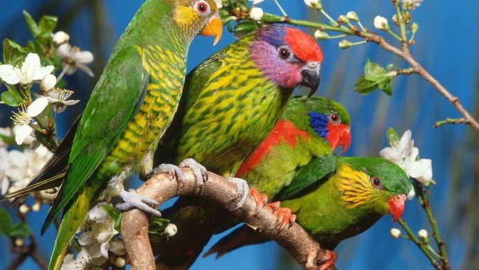 Сайроки кушлар