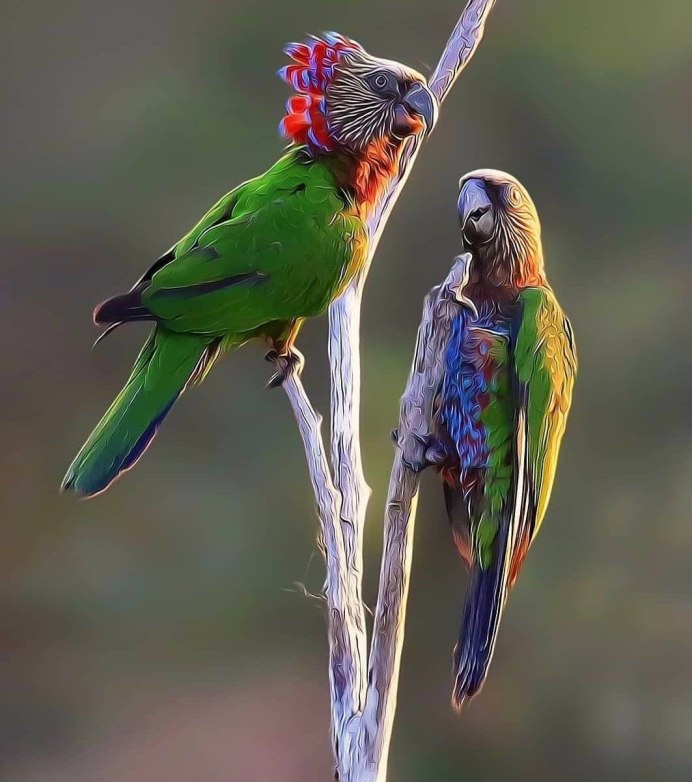 Экзотические птицы