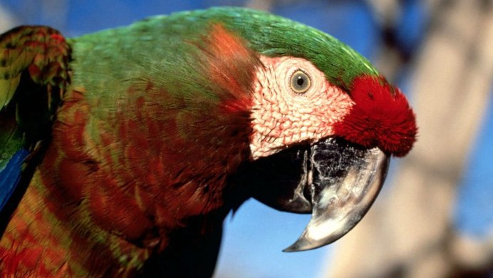 Попугай Солнечный аратинга