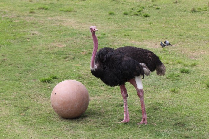 Африканский страус Африканский страус