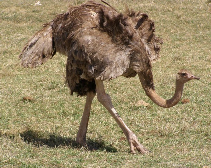 Зоопарк Ostrich